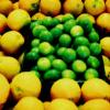 20030828citrus (Small).jpg